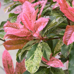 Photinia tricolore 'Pink Crispy'